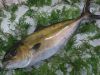 Kanpachi/Amberjack (Fr...