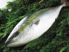 Hamachi/Yellowtail (Fr...