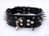 Dog and Cat Collars