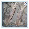 Frozen Loligo Squid