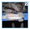 Frozen Loligo Squid
