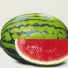 Hybrid Water Melon Seed