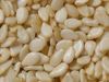 indian sesame seeds fo...