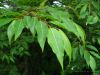 Salicin
