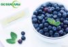 Bilberry Extract