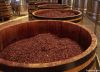 Grape Seed Extract