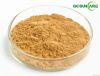 Ginkgo Biloba Extract