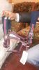 PP Horse Halters Red, size pony cob,full