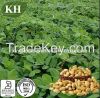 Peanut Shell Extract L...