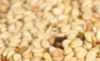 Sesame Seeds
