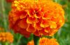 Lutein Ester extract P...