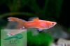Guppy rare