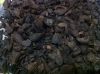 palm kernel shell