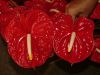 Anthurium Flowers