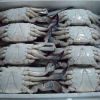 FROZEN CRABS / FROZEN ...