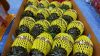 PREMIUM FRESH MINI PIN...