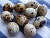 Quality Quail Eggs, Fr...