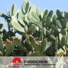 Natural Cactus Powder Extract 10:1