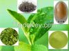 Green tea extract