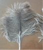 Natural Grey Ostrich Feather