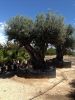 Olive trees