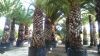 PHOENIX CANARIENSIS