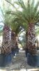 PHOENIX CANARIENSIS