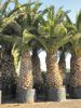 PHOENIX CANARIENSIS