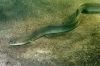 Anguilla Rostrata ( Gl...