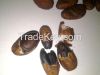 Cacao bean