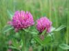 Red Clover Extract 20% Isoflavones