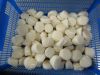 frozen scallop meat wi...