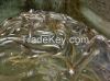 Live Glass Eel/Live Ba...