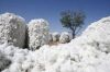 raw cotton importers,r...