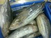 Frozen Skipjack Tuna