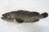 Frozen Grouper