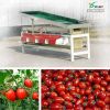 Cherry tomato/walnut/hawthorn/ grading machine