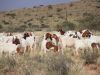 Vet checked Boer goats...