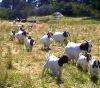 Vet checked Boer goats...