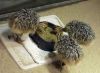 Ostrich Chicks , Emu c...