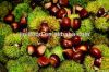 wholesale bulk nuts dr...