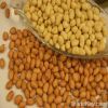 china groundnut peanut...