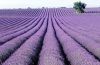 100% Pure Lavender Oil