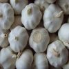Pure White Fresh Garli...