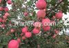 Fresh Apple Fruit 