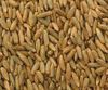 Rye