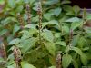 Coleus forskohlii 10%