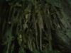 Agarwood Chips,Agarwoo...