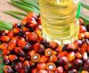 Palm Oil, wholesale pa...