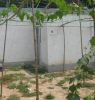 Gardening Net, Greening Net, Plastic Geo-grids, Plants support net